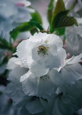 Cherry blossom Flower 
