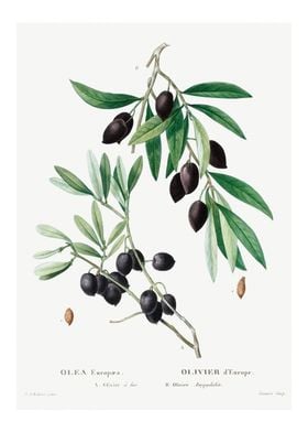 Redoute olive art print