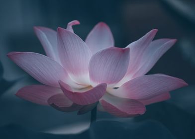 Fleur De lotus