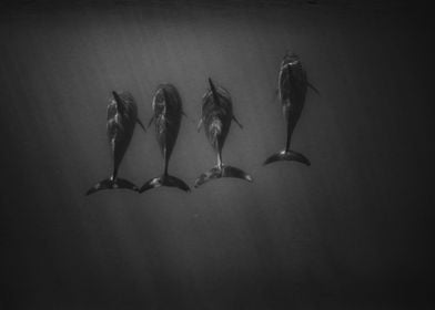 Four Dolphins