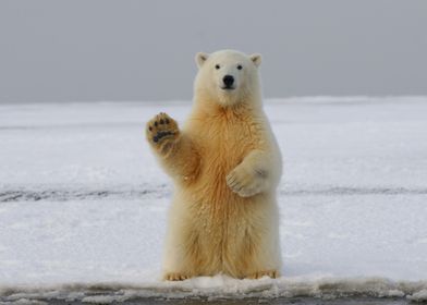 Hi Polar Bear