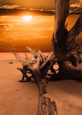 Golden Sunrise Driftwood