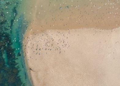 Birds Over Lagoon