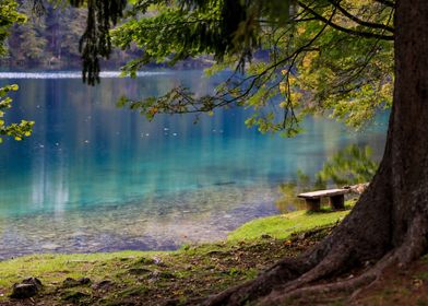 Lake in forest