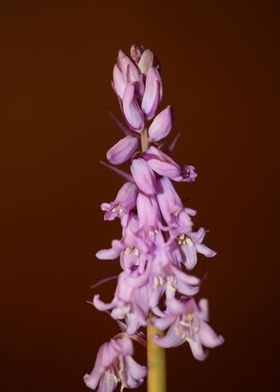 Hyacinthoides flower macro