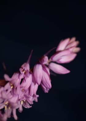 Hyacinthoides flower macro