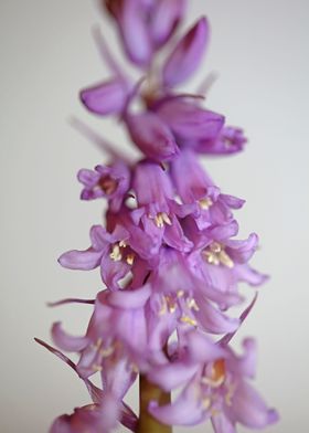 Hyacinthoides flower macro