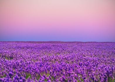 Purple field