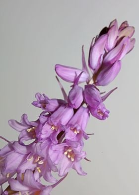 Hyacinthoides flower macro