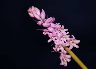 Hyacinthoides flower macro