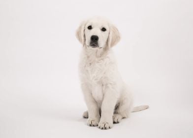 Golden Retrievers 