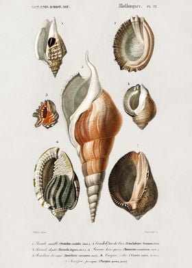 Different types of mollusk