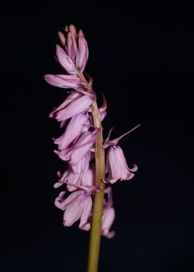 Hyacinthoides flower macro