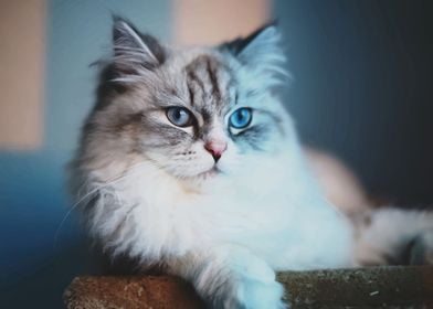 Cat Blue Eyes 