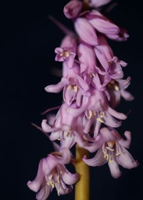 Hyacinthoides flower macro