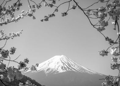 Fuji Mountain