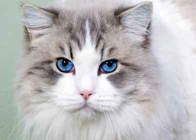 Cat With Blue Eyes