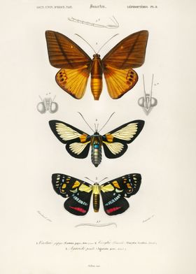 Collection of moths