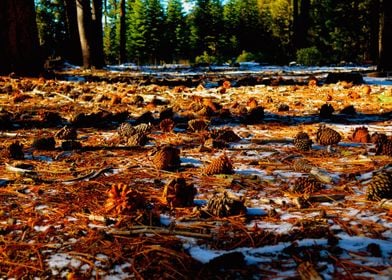 Pinecone Winter Forest