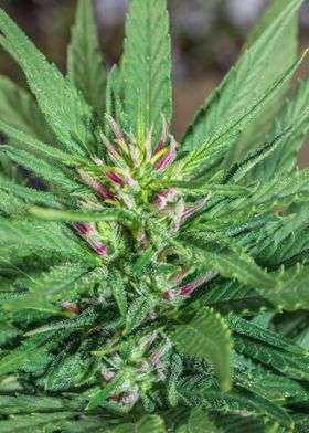 Female Cannabis plant