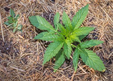 Female cannabis plant 