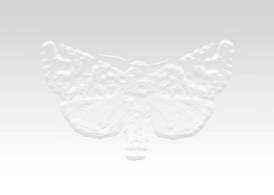 White butterfly