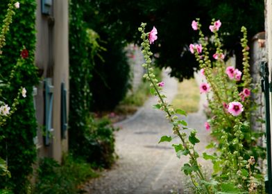small alley with hollyhock