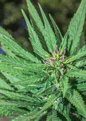 Female Cannabis plant