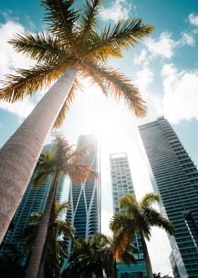 Miami Palm trees 