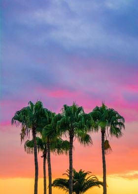 Sunset With Palm Trees