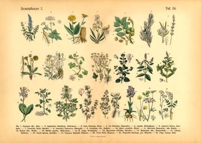 Herbs  Medicinal Plants 2