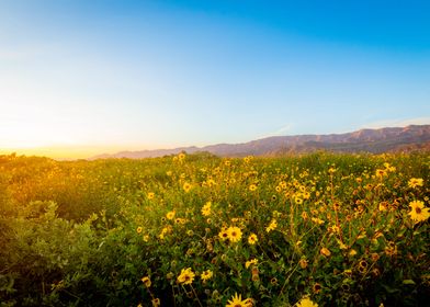 Carpinteria Bluffs