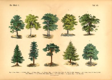 Vintage forest botany 1