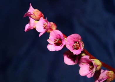 Pyrola flower blossoming