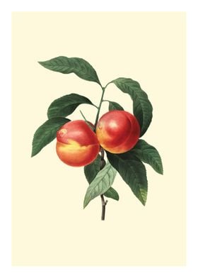 Vintage peach illustration