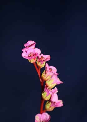 Purple Pyrola flower macro