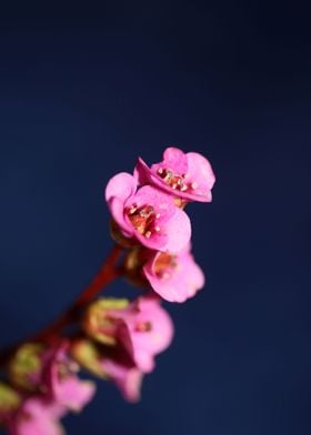 Purple Pyrola flower macro