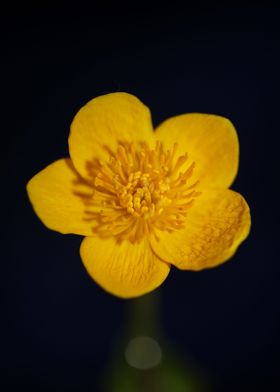 Caltha flower blossoming