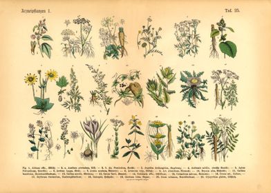 Herbs  Medicinal Plants 1