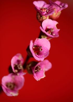 Pyrola flower blossoming