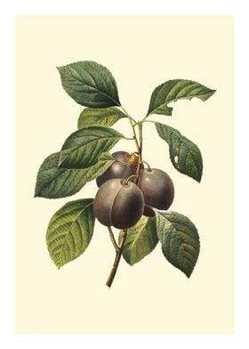 Vintage plum illustration