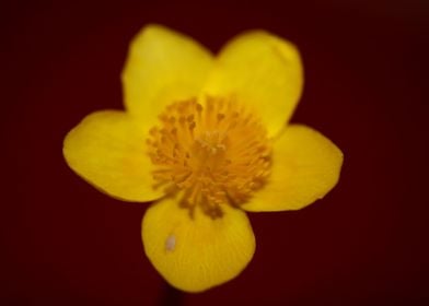 Yellow caltha flower macro