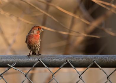 House finch on the fence