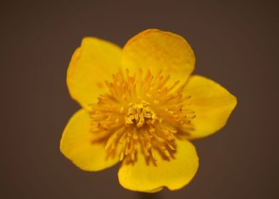 Caltha flower blossoming