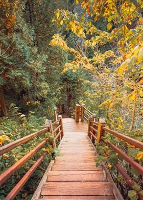 Forest Stairs in Minnesota