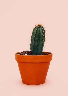 Cactus Plant