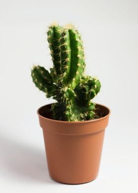 Cactus Plant