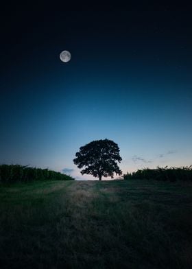 Night sky moon tree