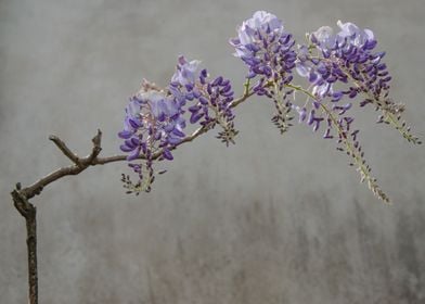 wisterias