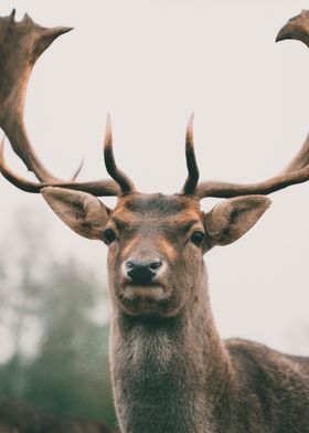 King deer